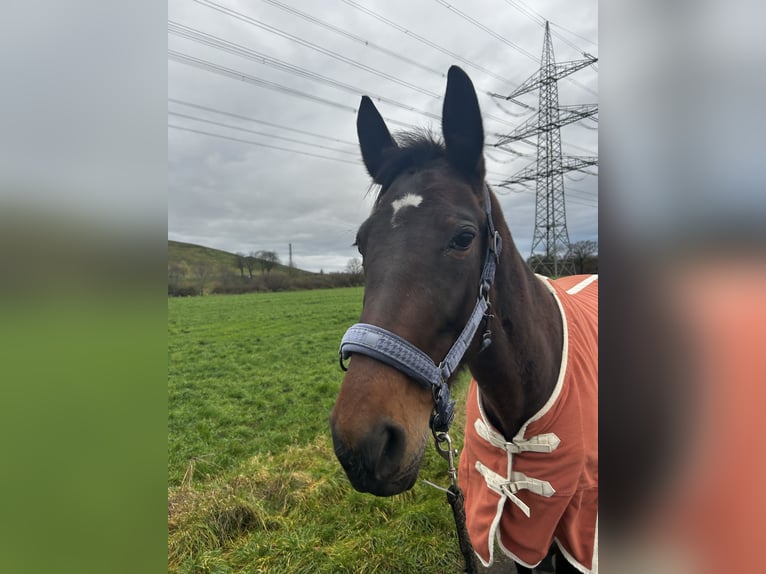 Trottatore Tedesco Giumenta 8 Anni 175 cm Baio in Voerde