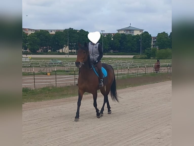 Trottatore Tedesco Giumenta 9 Anni 150 cm Baio in Berlin