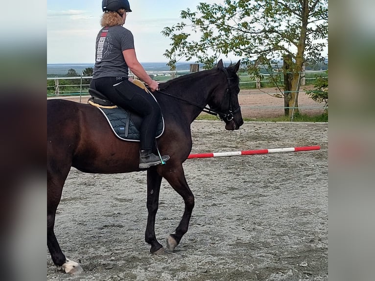 Trottatore Tedesco Giumenta 9 Anni 160 cm Morello in Kirchschlag In Der Buckligen Welt