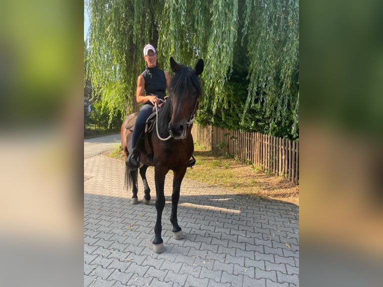 Trottatore Tedesco Stallone 14 Anni 158 cm Baio scuro in Bruckm&#xFC;hl