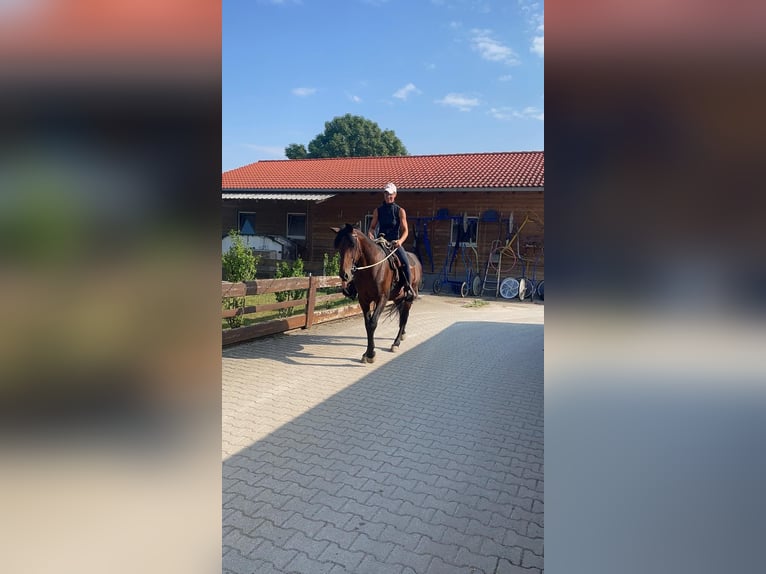 Trottatore Tedesco Stallone 14 Anni 158 cm Baio scuro in Bruckm&#xFC;hl