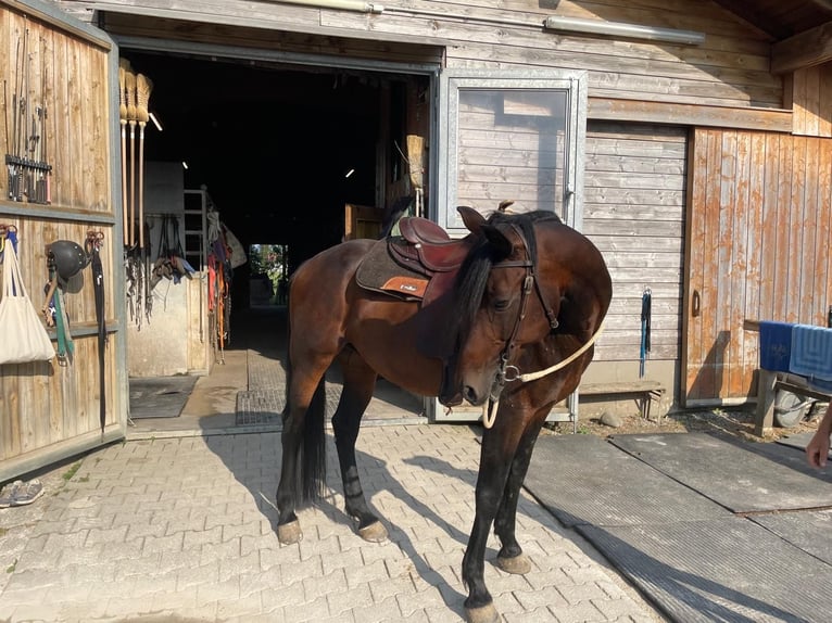 Trottatore Tedesco Stallone 14 Anni 158 cm Baio scuro in Bruckm&#xFC;hl