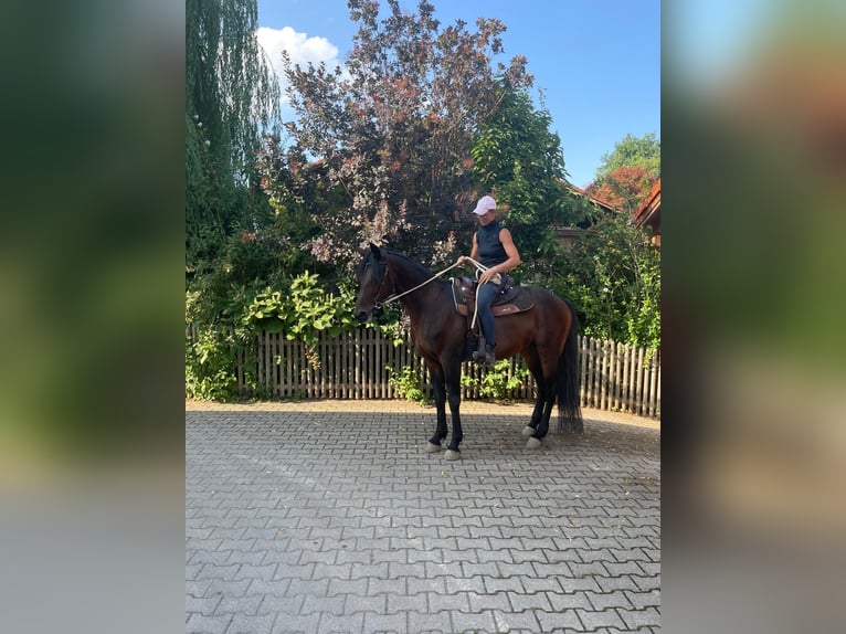 Trottatore Tedesco Stallone 14 Anni 158 cm Baio scuro in Bruckm&#xFC;hl