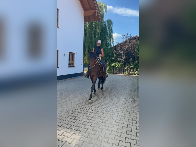 Trottatore Tedesco Stallone 14 Anni 158 cm Baio scuro in Bruckm&#xFC;hl