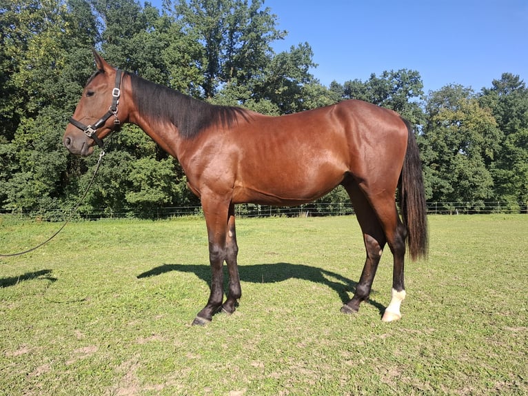 Trottatore Tedesco Stallone 1 Anno 152 cm Baio in Isen