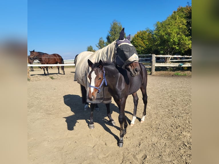 Trottatore Tedesco Stallone Puledri (01/2026) Baio nero in Langenmosen