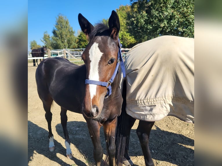 Trottatore Tedesco Stallone Puledri (01/2026) Baio nero in Langenmosen