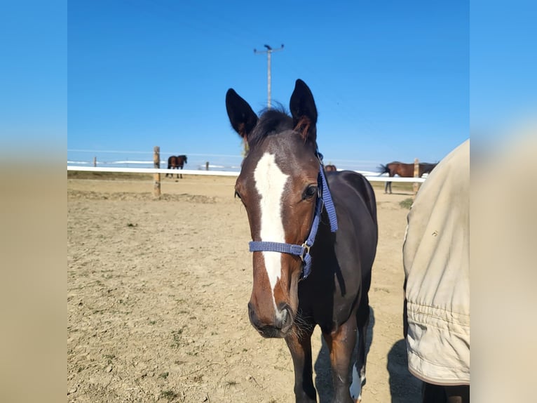 Trottatore Tedesco Stallone Puledri (01/2026) Baio nero in Langenmosen