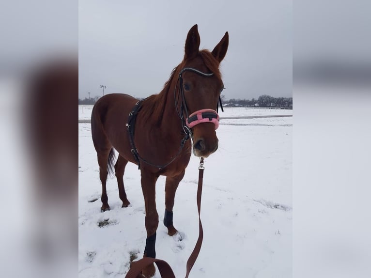 Trotter włoski Klacz 9 lat 153 cm Kasztanowata in Kiskunfélegyháza