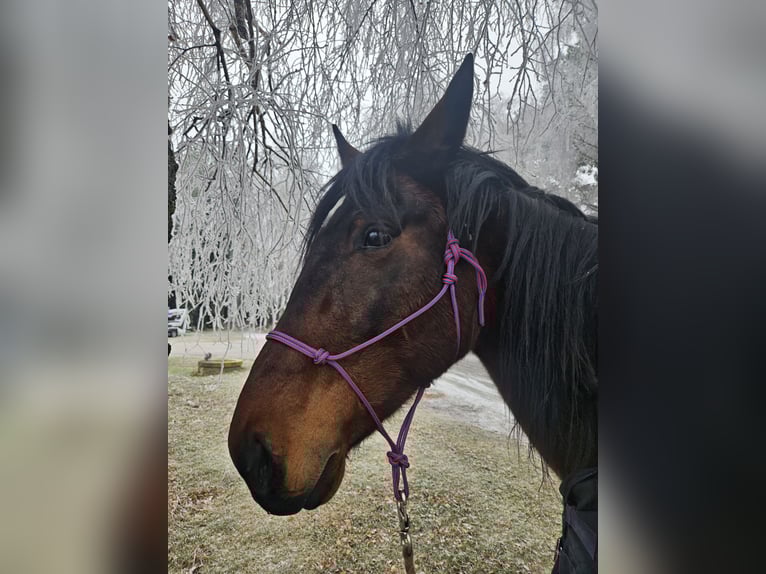 Trotter włoski Wałach 7 lat 168 cm Gniada in Mitterndorf an der Fischa