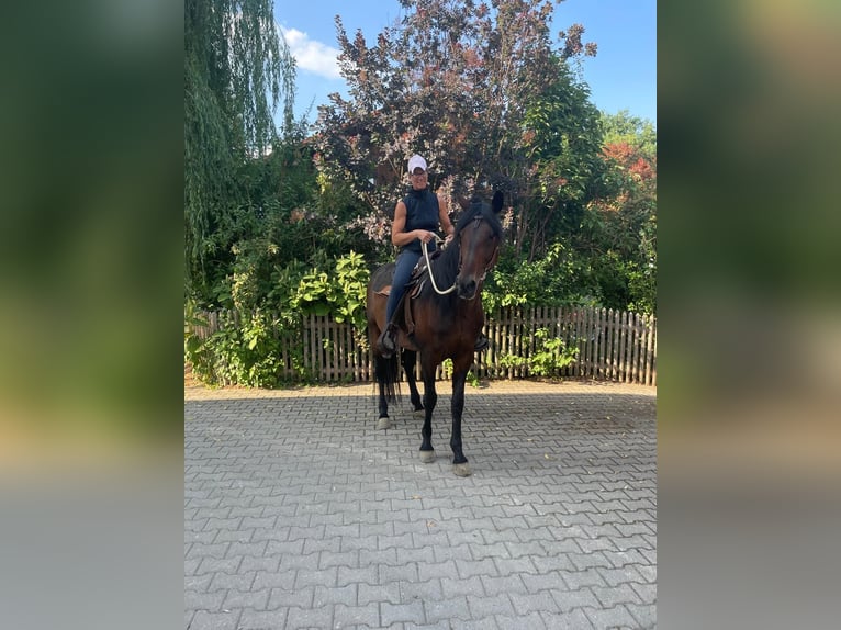 Trotteur allemand Étalon 14 Ans 158 cm Bai brun in Bruckm&#xFC;hl
