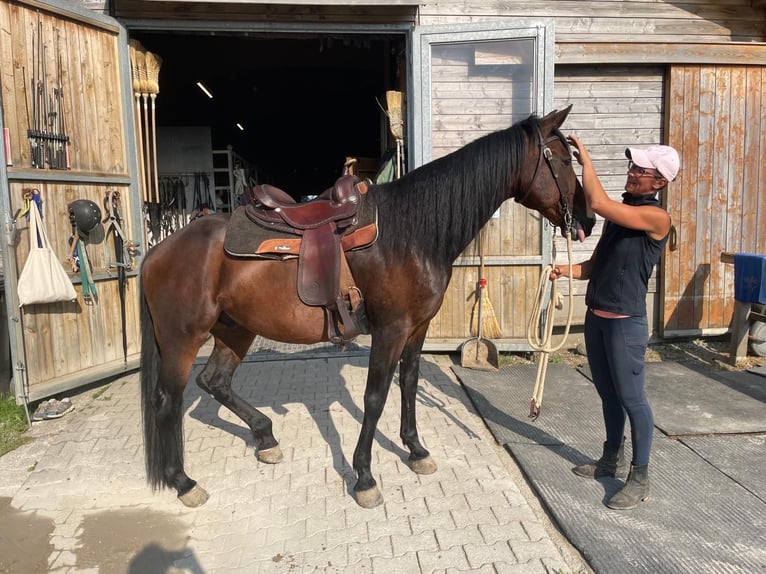 Trotteur allemand Étalon 14 Ans 158 cm Bai brun in Bruckm&#xFC;hl
