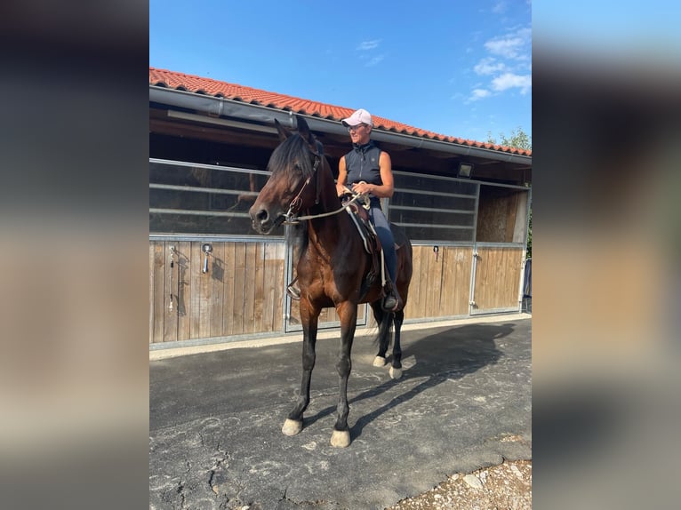 Trotteur allemand Étalon 14 Ans 158 cm Bai brun in Bruckm&#xFC;hl