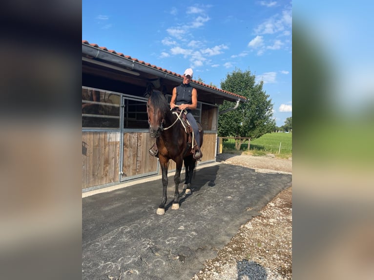 Trotteur allemand Étalon 14 Ans 158 cm Bai brun in Bruckm&#xFC;hl