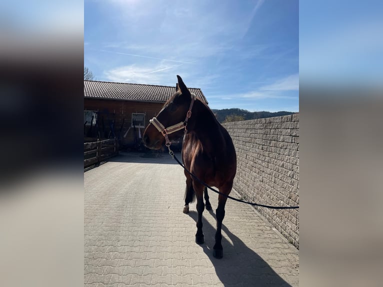 Trotteur allemand Hongre 10 Ans 158 cm Bai in Bruckmühl