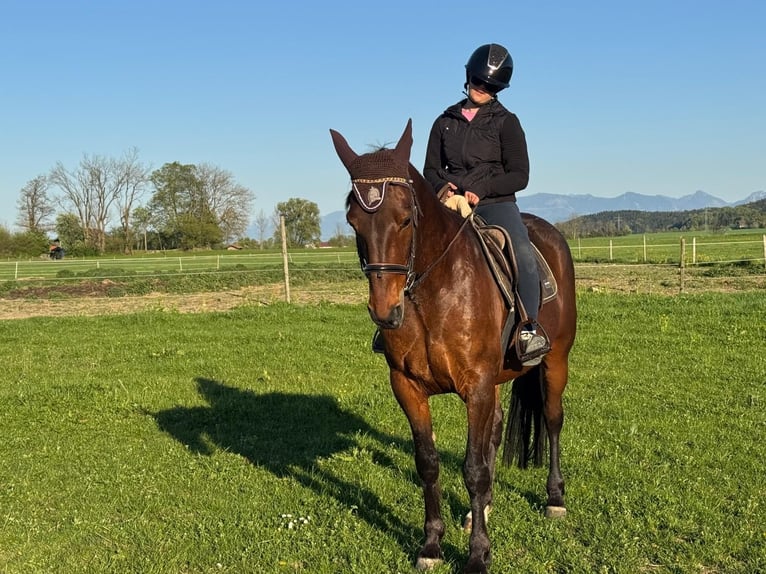 Trotteur allemand Hongre 10 Ans 158 cm Bai in Bruckmühl