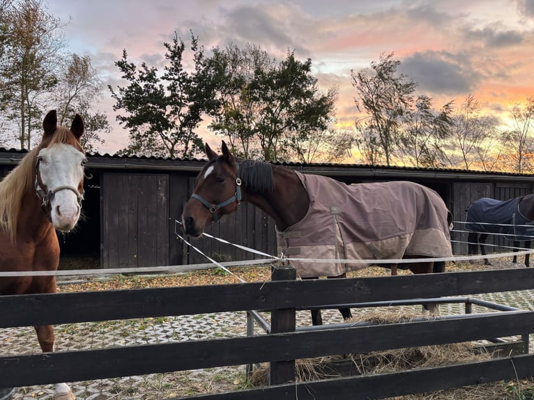 Trotteur allemand Hongre 10 Ans 163 cm Bai in Ludwigslust