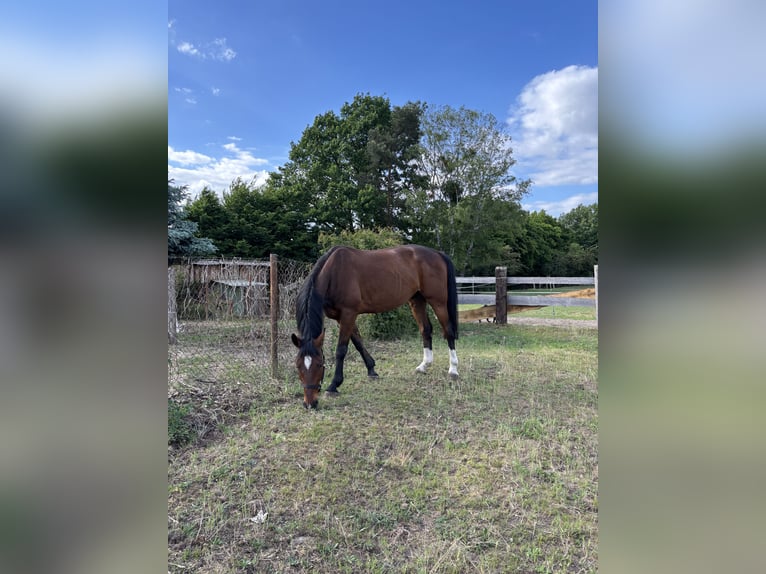 Trotteur allemand Hongre 10 Ans 163 cm Bai in Ludwigslust