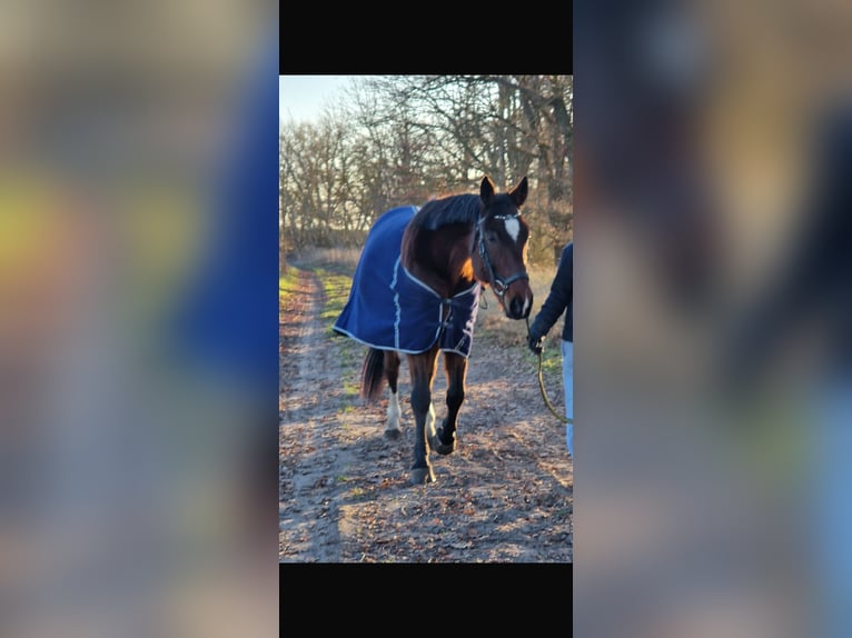 Trotteur allemand Hongre 10 Ans 163 cm Bai in Ludwigslust