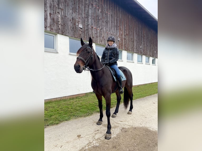 Trotteur allemand Hongre 10 Ans 167 cm Bai brun in Hohenlinden