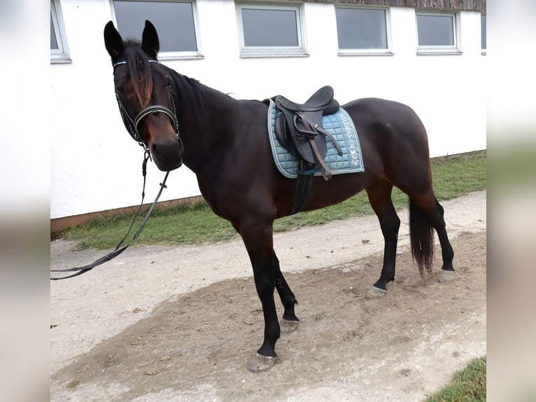 Trotteur allemand Hongre 10 Ans 167 cm Bai brun in Hohenlinden