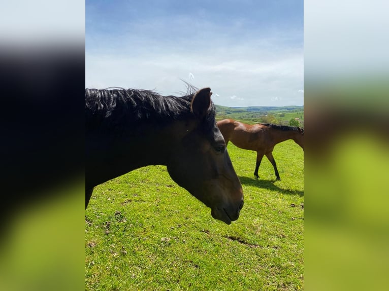 Trotteur allemand Hongre 11 Ans 170 cm Bai brun in Bassum