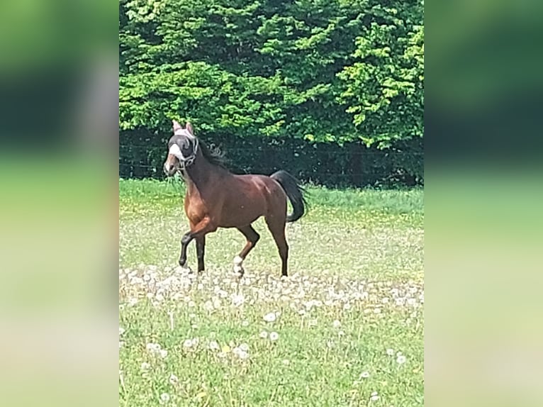 Trotteur allemand Hongre 13 Ans 160 cm Bai in Lembach