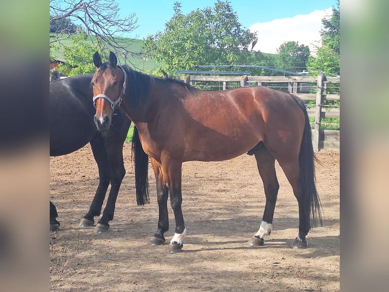 Trotteur allemand Hongre 13 Ans 162 cm Bai in Lembach