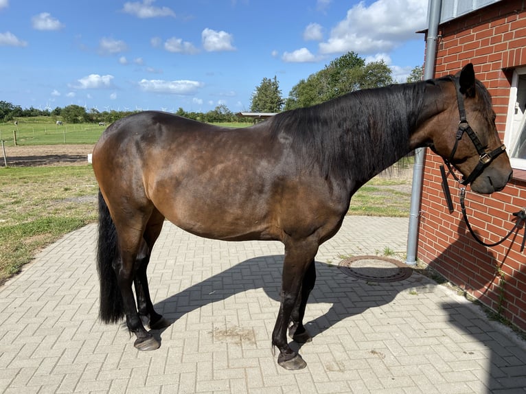 Trotteur allemand Hongre 13 Ans 163 cm Bai in Breklum