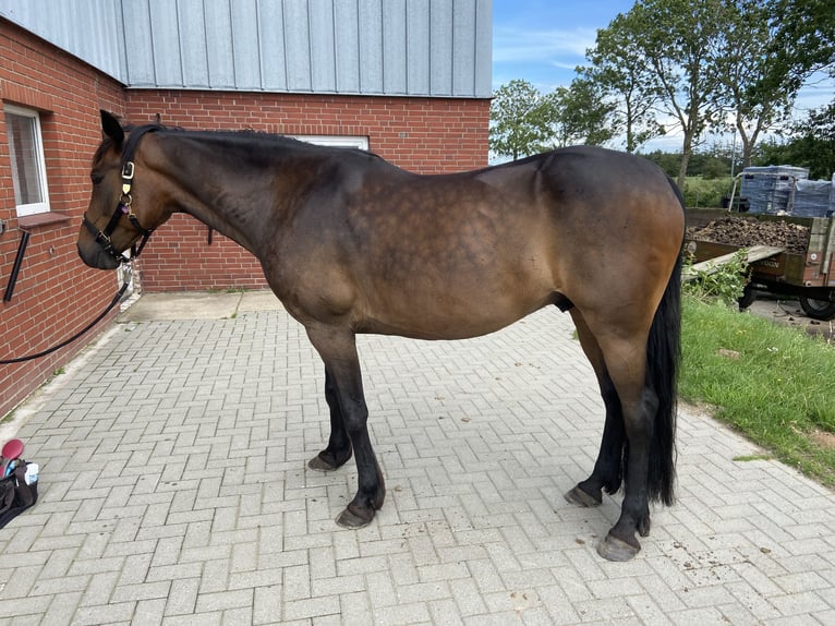 Trotteur allemand Hongre 13 Ans 163 cm Bai in Breklum