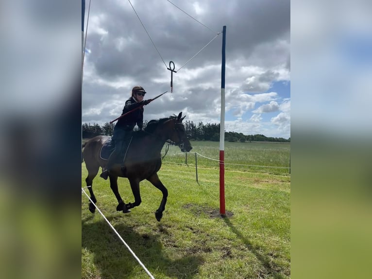 Trotteur allemand Hongre 13 Ans 163 cm Bai in Breklum