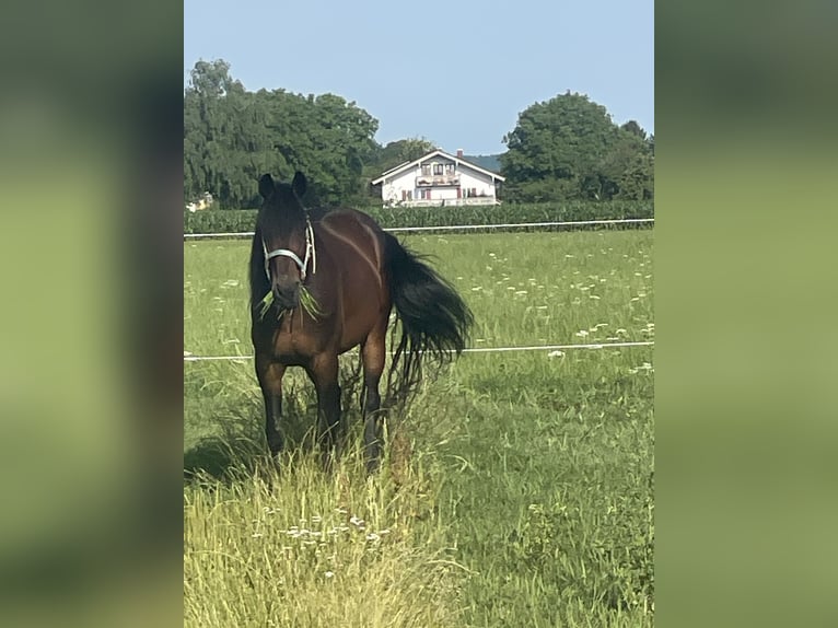 Trotteur allemand Hongre 14 Ans 158 cm Bai brun in Bruckm&#xFC;hl