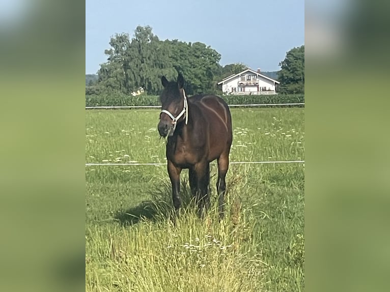 Trotteur allemand Hongre 14 Ans 158 cm Bai brun in Bruckm&#xFC;hl