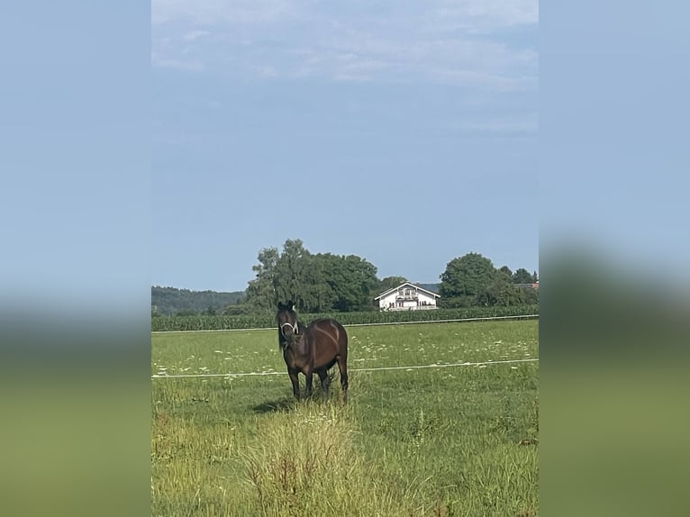 Trotteur allemand Hongre 14 Ans 158 cm Bai brun in Bruckm&#xFC;hl