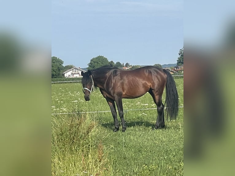 Trotteur allemand Hongre 14 Ans 158 cm Bai brun in Bruckm&#xFC;hl
