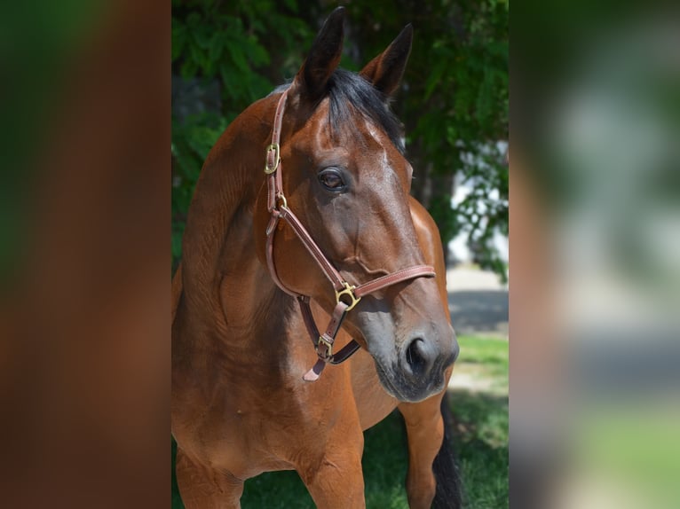 Trotteur allemand Hongre 14 Ans 162 cm Bai in Sauerlach