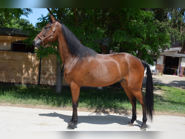 Trotteur allemand Hongre 14 Ans 162 cm Bai in Sauerlach