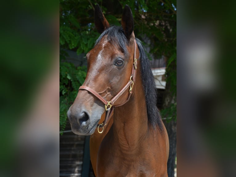 Trotteur allemand Hongre 14 Ans 162 cm Bai in Sauerlach