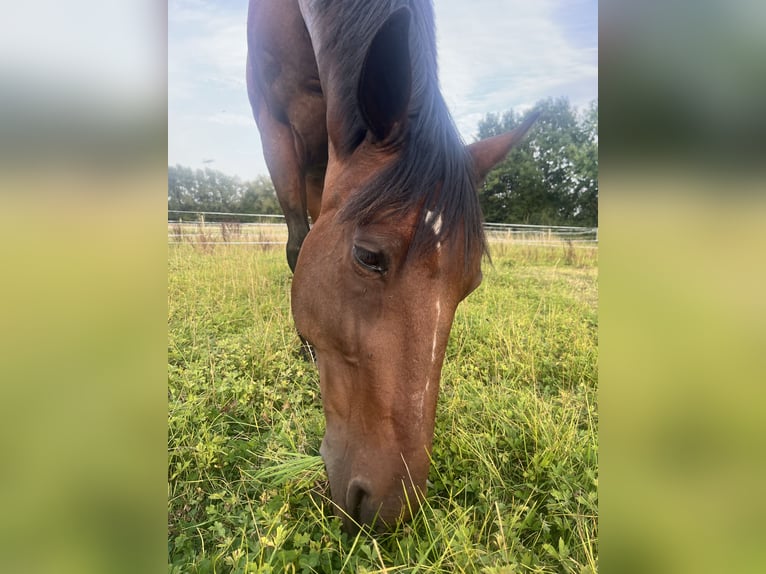 Trotteur allemand Hongre 14 Ans 162 cm Bai in Prasdorf