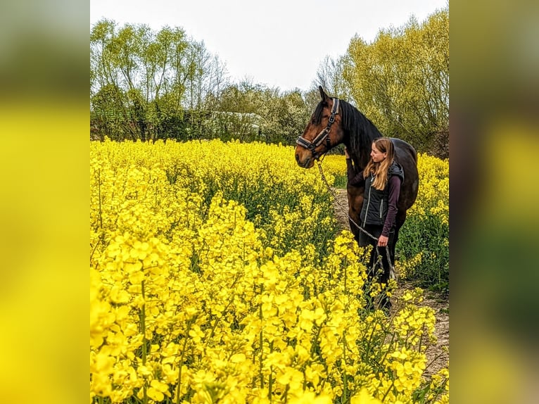Trotteur allemand Hongre 14 Ans 162 cm Bai in Prasdorf