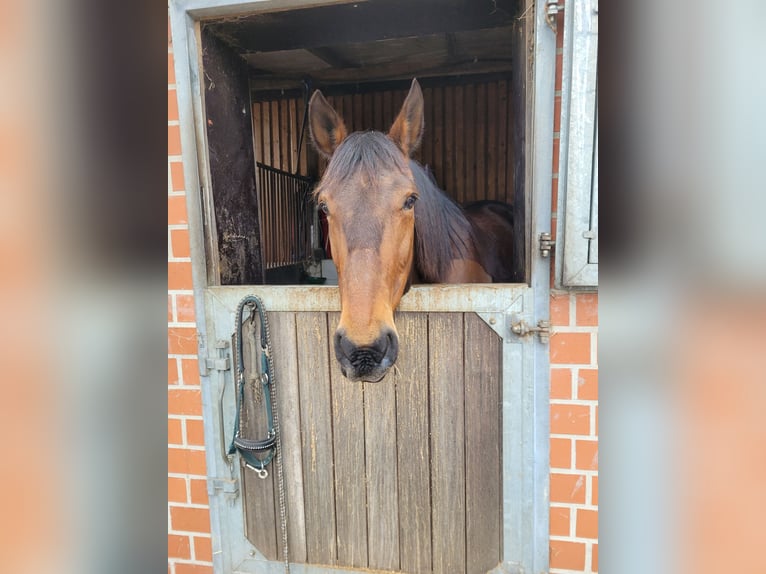 Trotteur allemand Hongre 14 Ans 164 cm Bai in Otter
