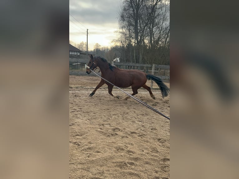 Trotteur allemand Hongre 14 Ans 164 cm Bai in Dreba