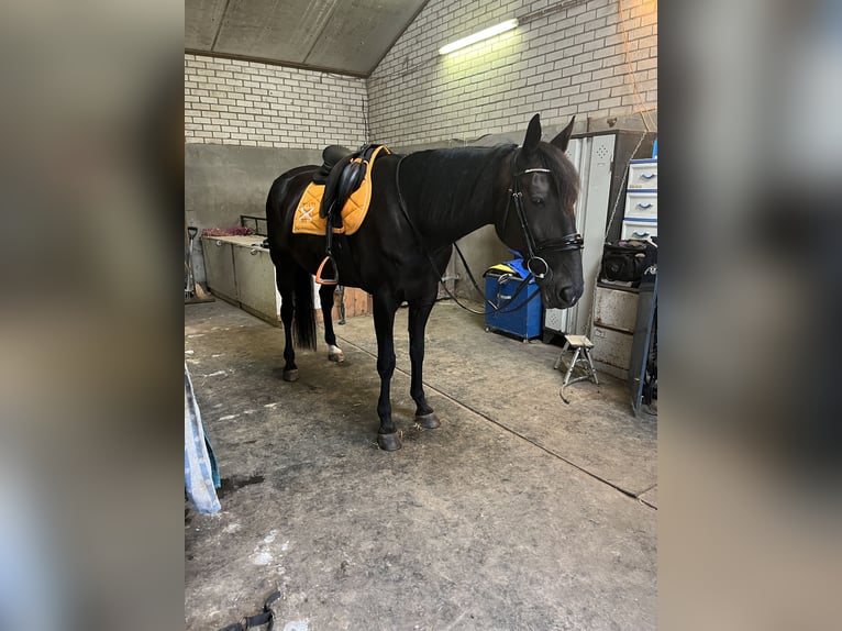 Trotteur allemand Hongre 14 Ans 164 cm Noir in Tolkamer