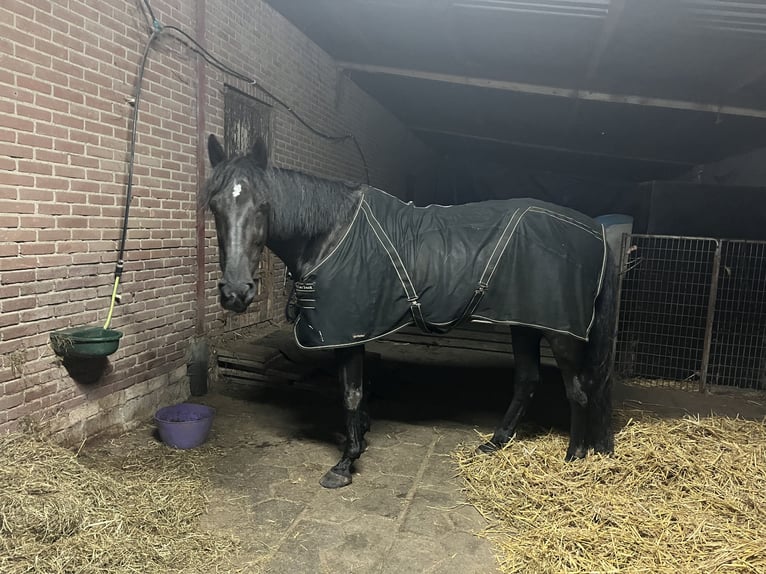 Trotteur allemand Hongre 14 Ans 164 cm Noir in Tolkamer