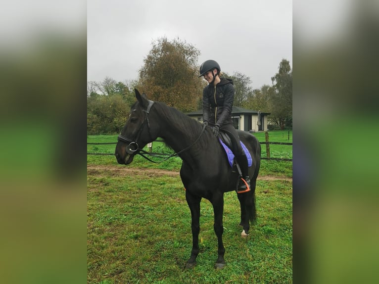 Trotteur allemand Hongre 14 Ans 164 cm Noir in Tolkamer