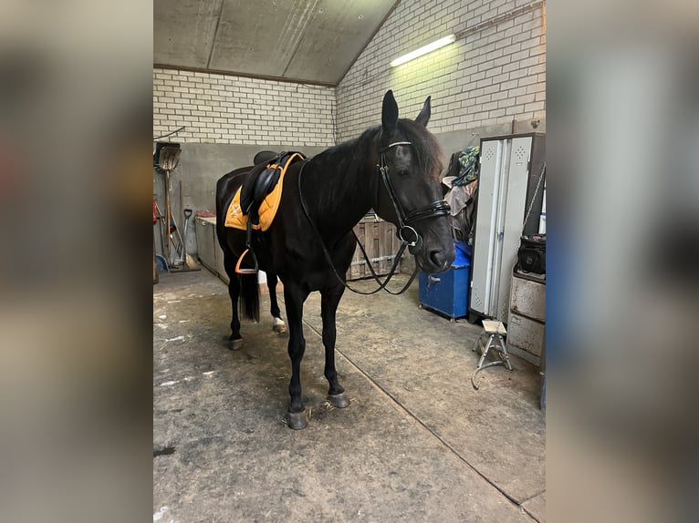 Trotteur allemand Hongre 14 Ans 164 cm Noir in Tolkamer