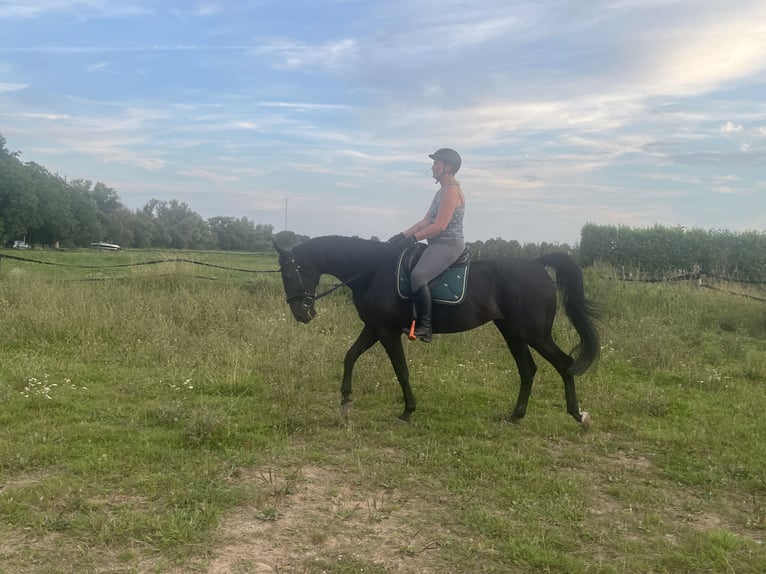 Trotteur allemand Hongre 14 Ans 164 cm Noir in Tolkamer