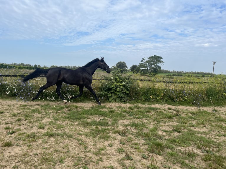 Trotteur allemand Hongre 14 Ans 164 cm Noir in Tolkamer