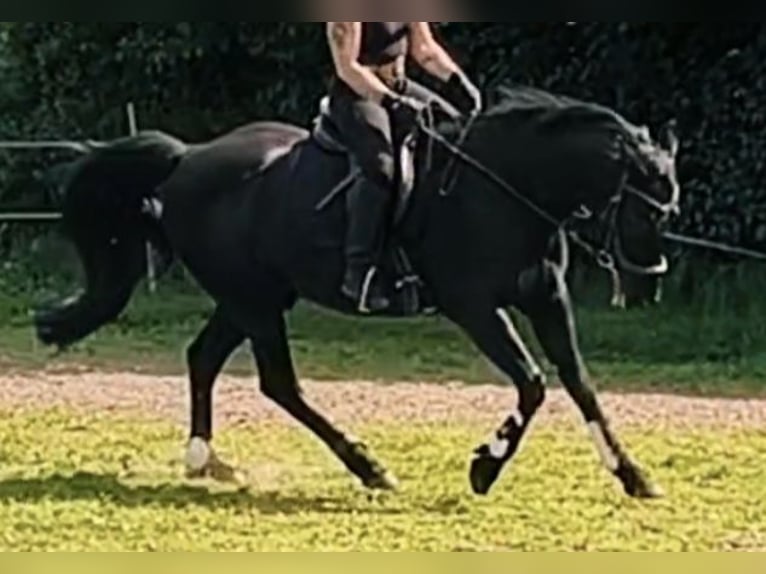 Trotteur allemand Hongre 15 Ans 146 cm Noir in Rees