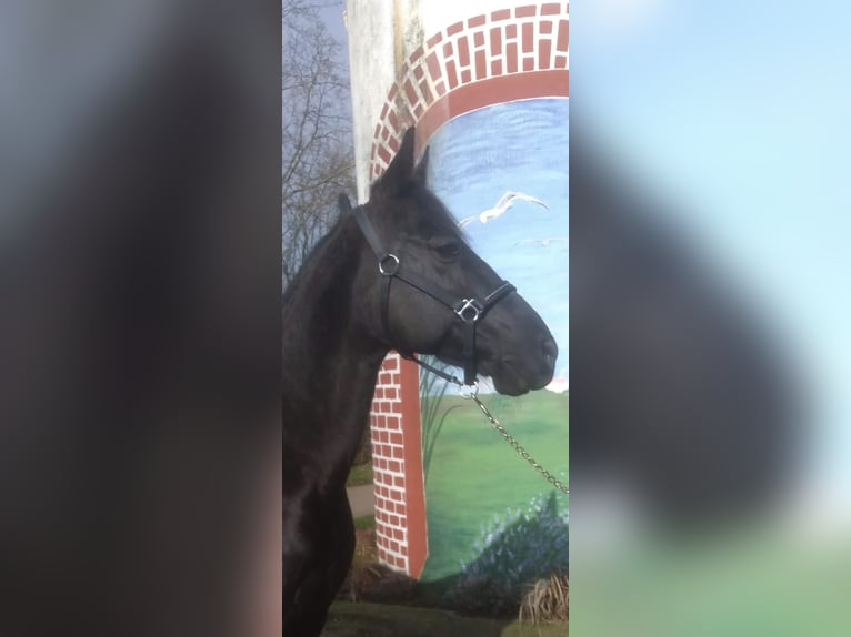 Trotteur allemand Hongre 15 Ans 146 cm Noir in Rees